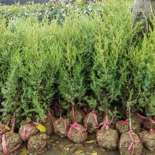 刺柏树苗松柏树苗刺松树苗带刺松树苗清明墓地松柏树塔柏龙柏小苗