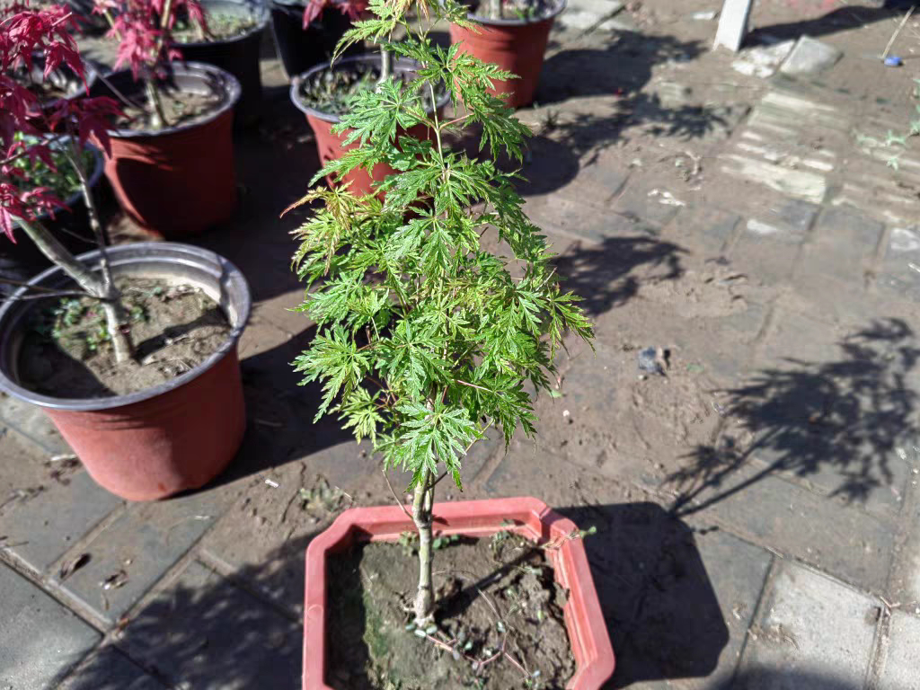 精品正宗青龙枫树青色红色羽毛枫嫁接红枫盆栽地栽庭院枫树苗