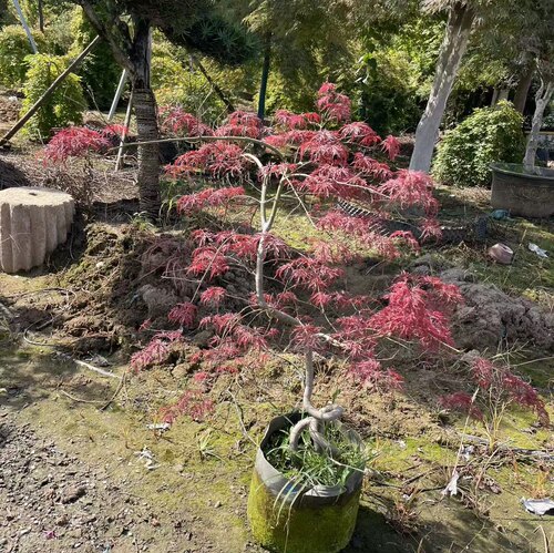 石榴红羽毛枫树 带弯羽毛枫 老盆口枫树 别墅庭院观赏彩叶枫树苗