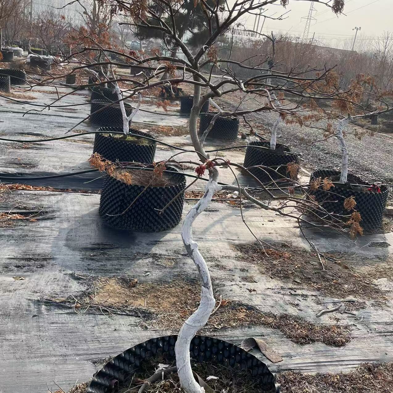 猩猩枝垂羽毛枫树苗彩叶枫树庭院地栽盆栽观赏枫树苗大型羽毛枫苗