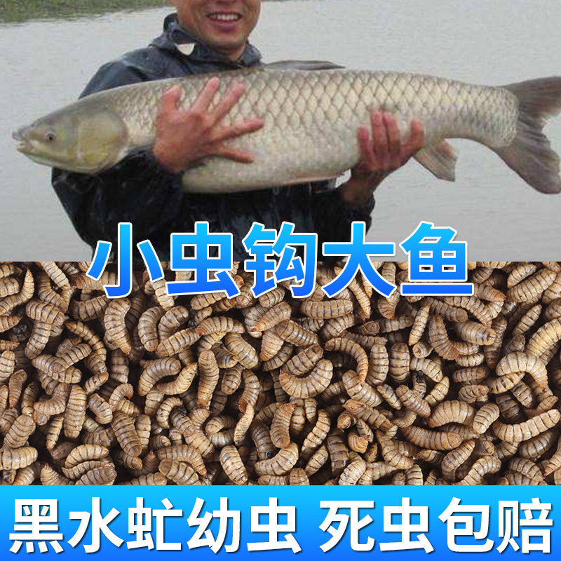 新款钓鱼野钓鱼饵黑水虻活体红虫鲫鱼鲤鱼鲶鱼黄骨鱼鱼饵型活饵