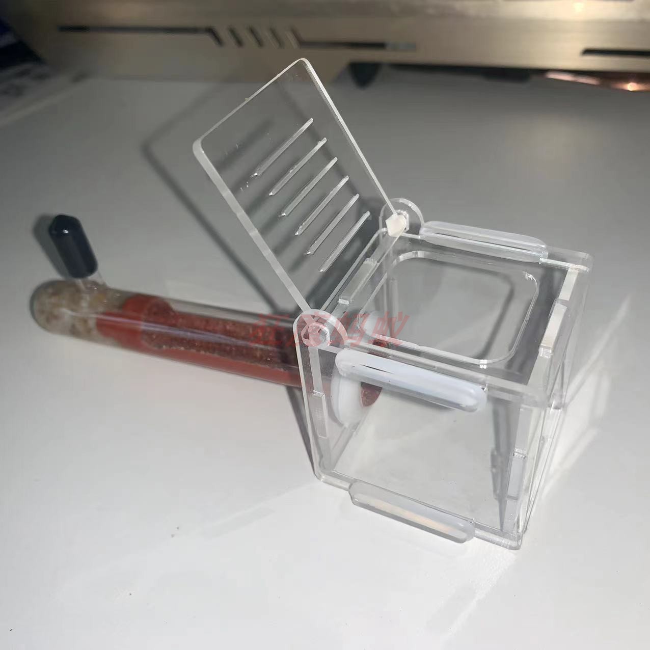 蚂蚁新后巢 试管巢 活动区 狂魔蚂蚁图片