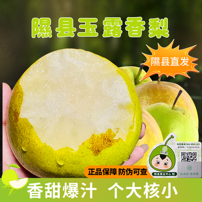 山西隰县正宗玉露香梨子新鲜水果礼盒装孕妇水果皮薄肉厚多汁香甜