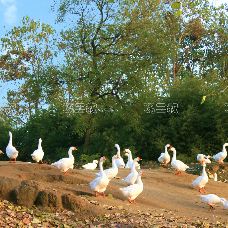 农家纯粮散养5年的土鹅老鹅肉草鹅现杀新鲜包邮顺丰,水产肉类/新鲜蔬果/熟食,鹅肉/鹅肉制品,淘宝优惠券,粉丝福利购,淘宝优惠卷