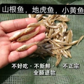 淡水冷冻小河鱼小石斑鱼山坑鱼地虎鱼虾虎鱼喂龙鱼虎鱼