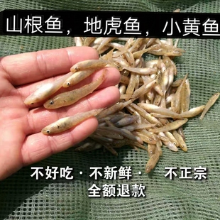 淡水冷冻小河鱼小石斑鱼山坑鱼地虎鱼虾虎鱼喂龙鱼虎鱼