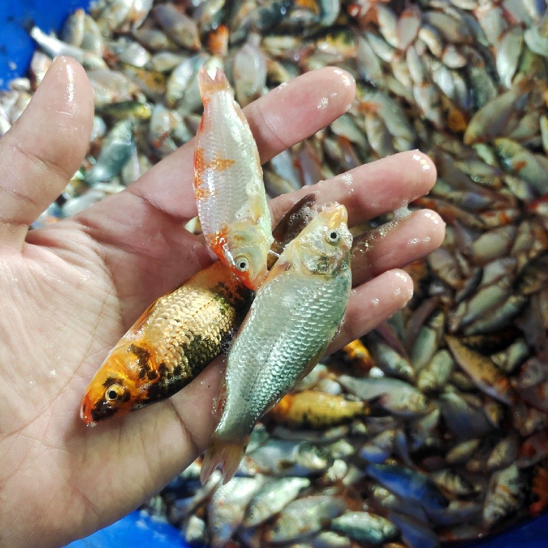 小鲫鱼4斤包邮冷冻鱼龙鱼虎鱼食饲料鳄龟专用猫狗专用粮