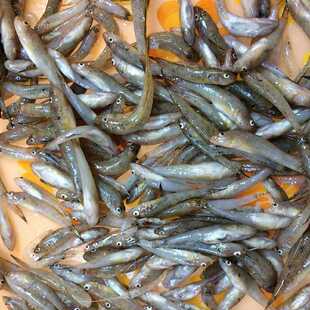 包邮冷冻麦穗鱼虾虎鱼河虾龙虎鱼虎鱼魟鱼饲料下沉鱼食源鑫水族