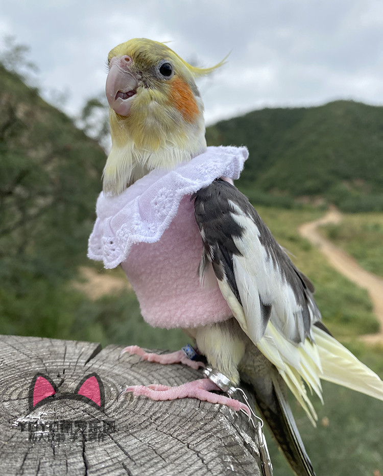 yoyo定制宠物鸟飞行服秋冬加厚保暖遛鸟衣服中小型鹦鹉放飞服用品