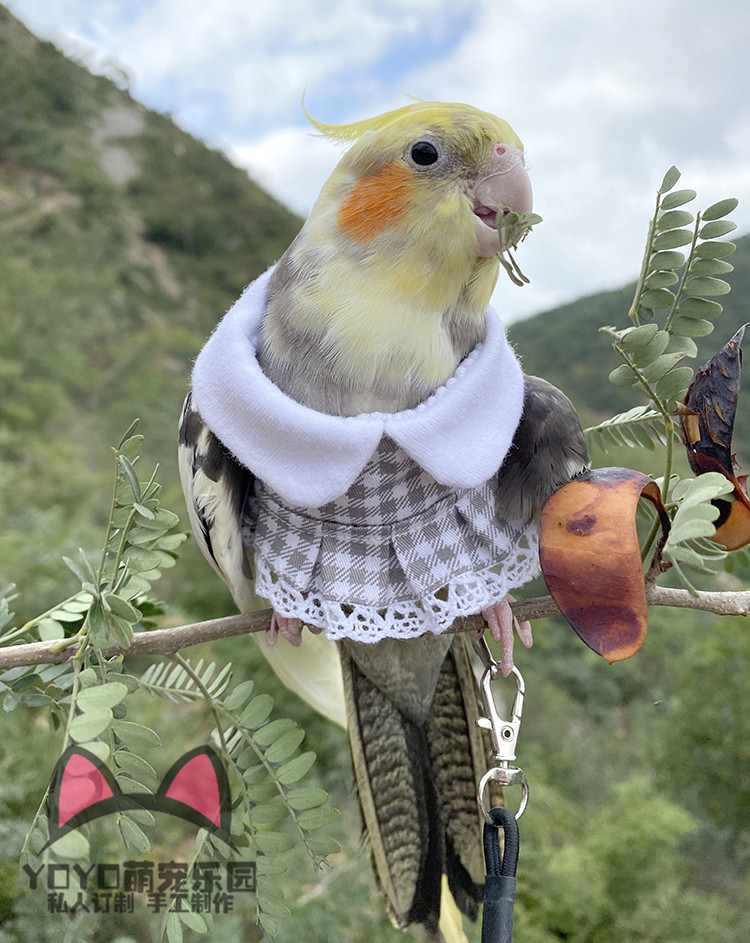 yoyo定制鹦鹉飞行服中小型鸟类秋冬保暖加厚衣可爱连衣裙放飞衣服