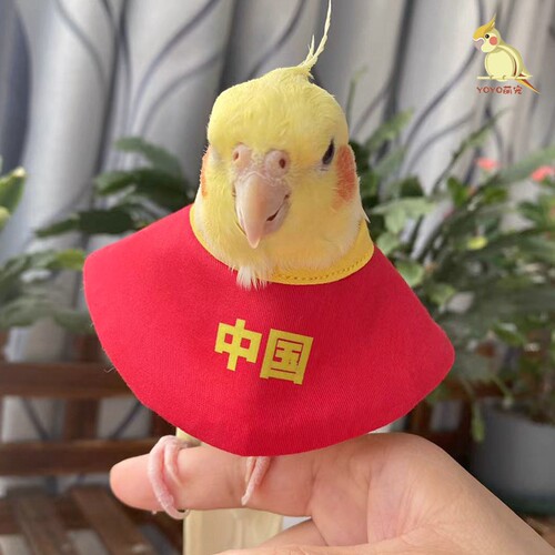 伊丽莎白圈鹦鹉防啄羽脖套伤口保护围兜脖圈项圈玄凤定制网红斗篷