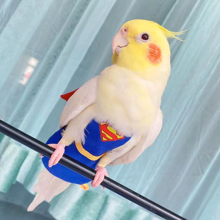 yoyo定制玄凤鹦鹉超人尿不湿宠物鸟用和服屎兜飞行衣遛鸟放飞服装