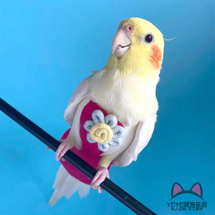 鹦鹉尿不湿定制个性汉服屎兜玄风牡丹虎皮爱鸟用衣服尿不湿飞行服