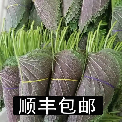 紫苏叶新鲜蔬菜东北特产当季