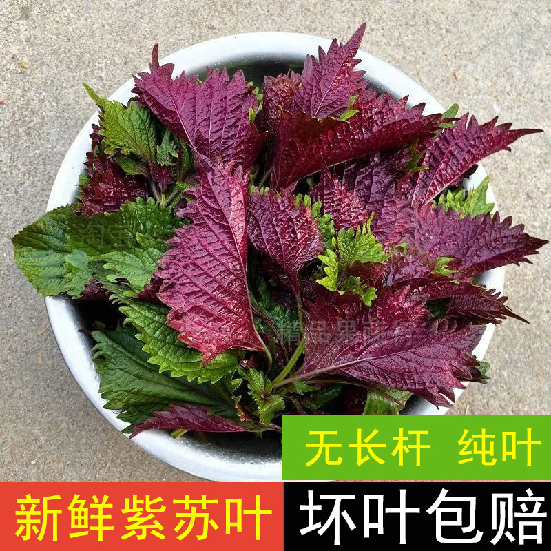 现摘紫苏叶炒牛蛙料理鱼生提香去腥广西新鲜紫苏佐料餐饮烧菜烧鱼