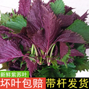 广西新鲜紫苏叶可食用料理鱼生提香去腥佐料餐饮带杆发货烧菜烧鱼