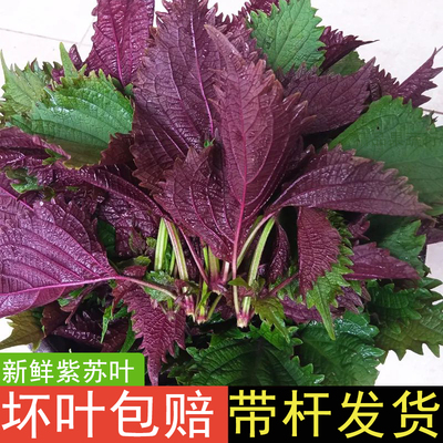 广西新鲜紫苏叶带杆发货