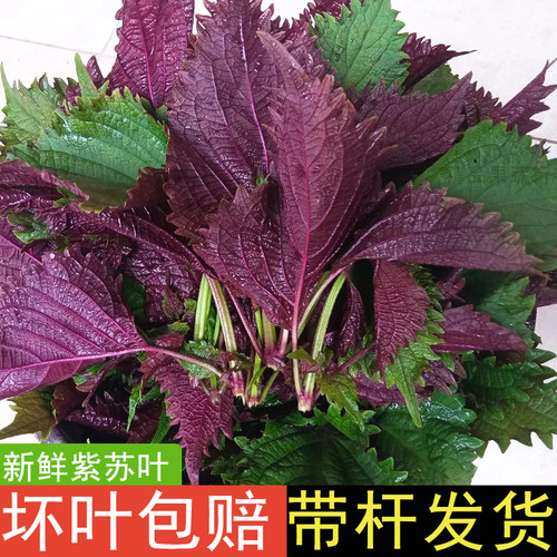 广西新鲜紫苏叶带杆发货