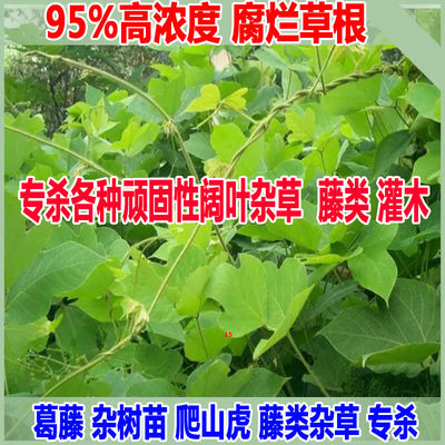 葛藤除草剂烂根灌木刺槐