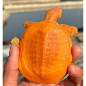 红眼黄金鳖红眼金甲白化变异甲鱼黄化鳖变异宠物水鱼王八珍珠鳖苗