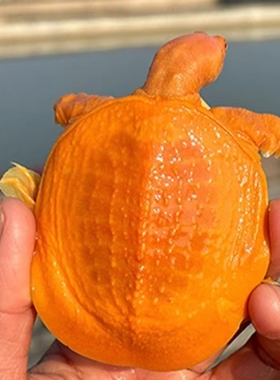 红眼黄金鳖红眼金甲白化变异甲鱼黄化鳖变异宠物水鱼王八珍珠鳖苗