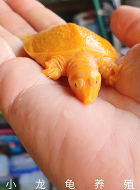 黄金鳖变异宠物深水甲鱼鳌养殖黄金甲黄化鳖白化甲鱼甲鱼苗黄金龟