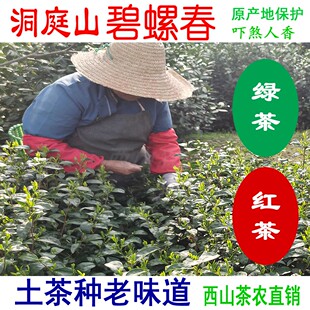 苏州特产洞庭山碧螺春茶农直销群体土茶种果香味炒青绿茶功夫红茶