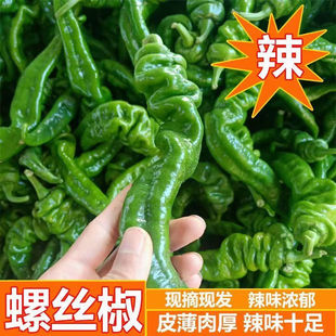 山西薄皮螺丝椒现摘新鲜蔬菜5斤整箱薄皮尖椒皱皮超辣特辣螺丝椒