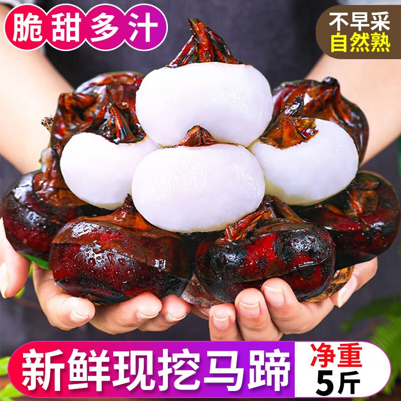 新鲜现挖马蹄5斤整箱包邮当季蔬菜脆甜特大果马蹄莲珍珠荸荠马蹄
