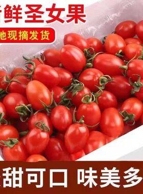 广西当季现摘自然熟圣女果