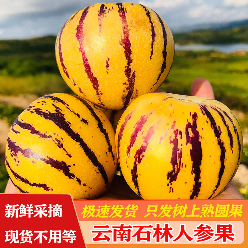 云南石林长寿果圆果新鲜水果整箱包邮10斤大果特级七彩黄肉人参果图片