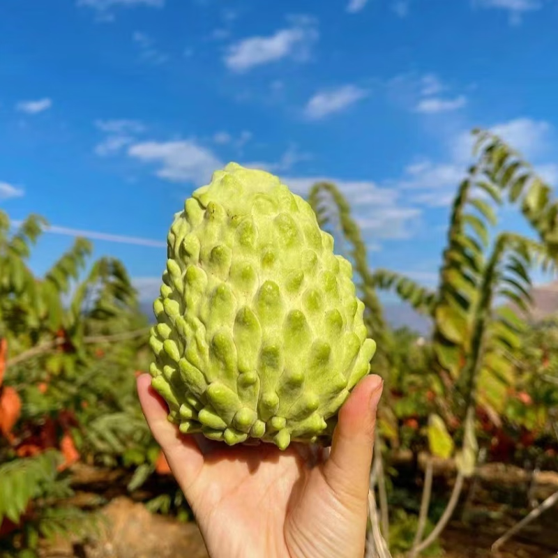 大目凤梨释迦果精选大果香甜软糯