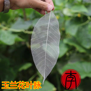 漆画漆器 大漆拓印 玉兰叶脉书签干花材料叶脉花制作材料