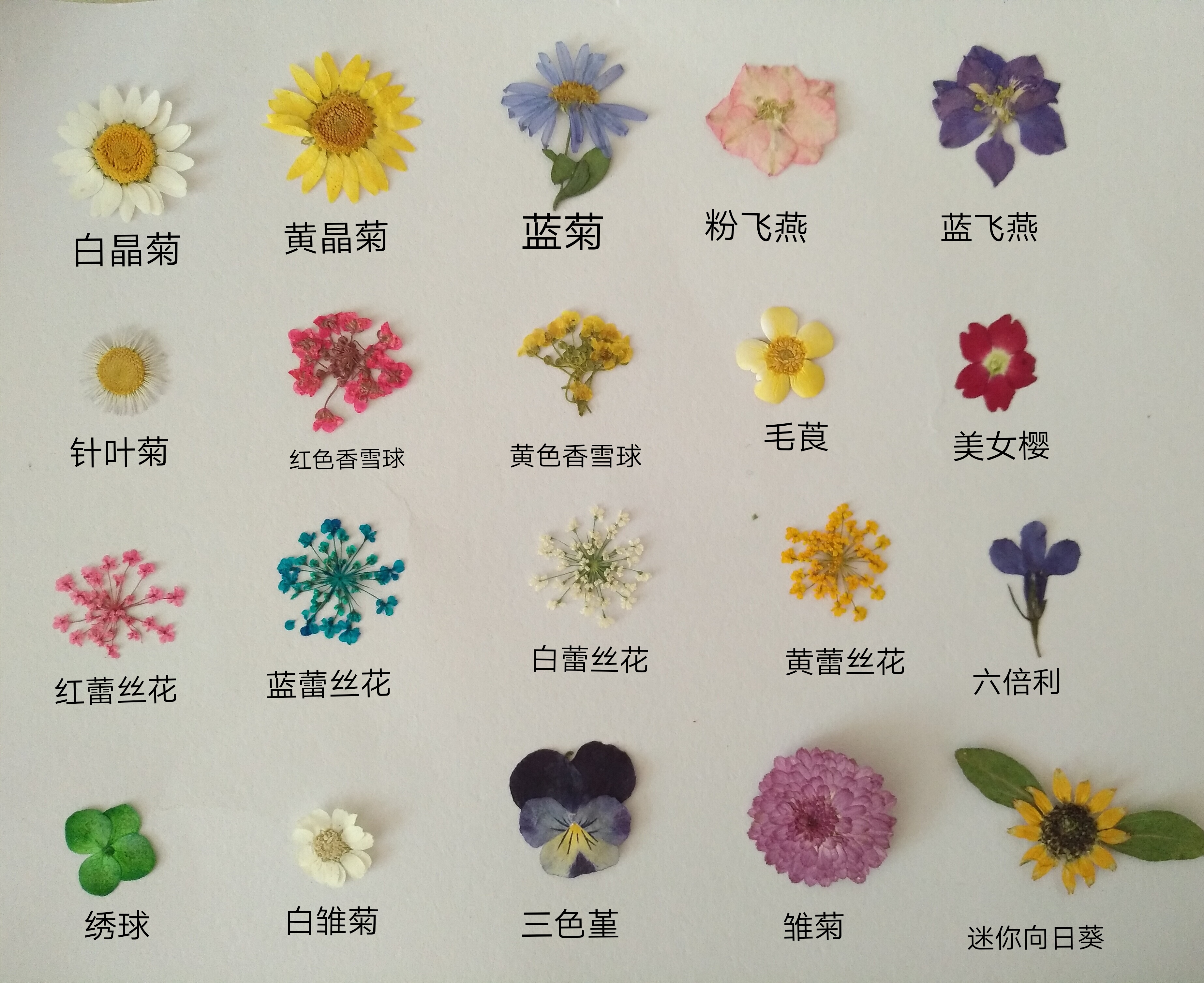 周周押花 压花 植物标本DIY干花白晶菊雏菊蕾丝美女樱花草叶子