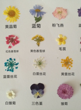 diy周周押花蕾丝美女植物标本