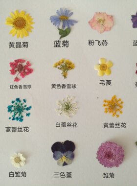 diy周周押花蕾丝美女植物标本