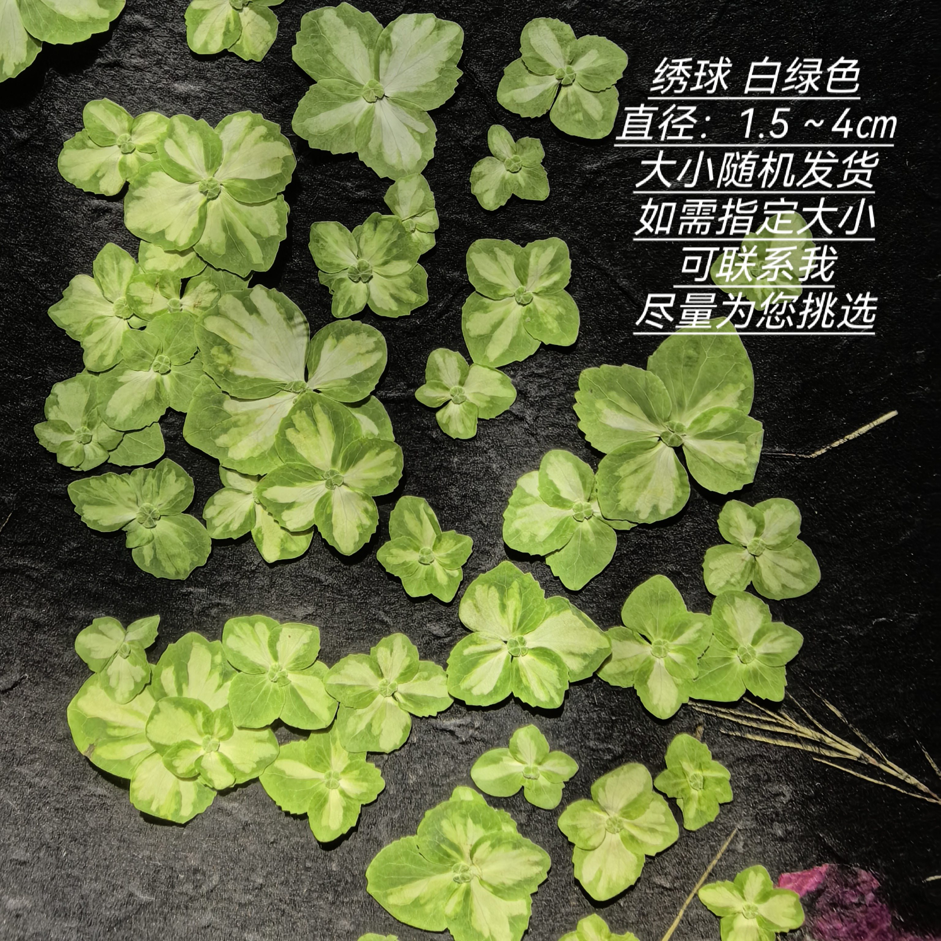 周周押花压花绣球白绿真花真树叶押花干花植物手工diy装饰素材