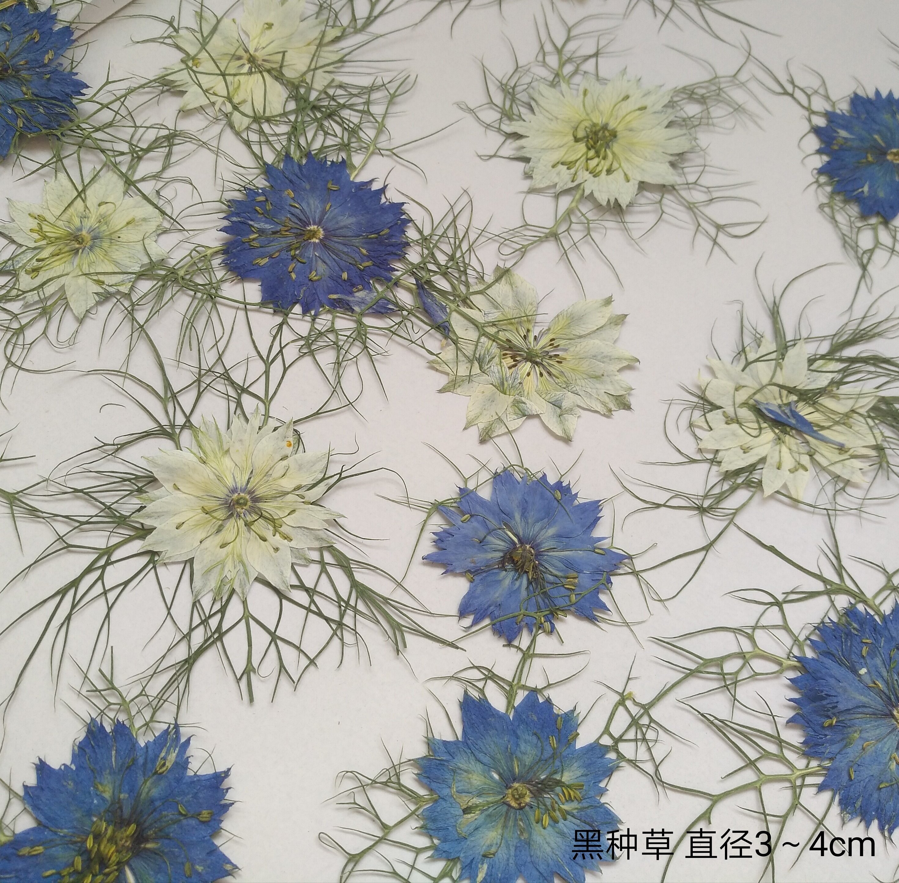 周周押花 黑种草白色蓝色 植物标本干花 压花手机壳书签画花材