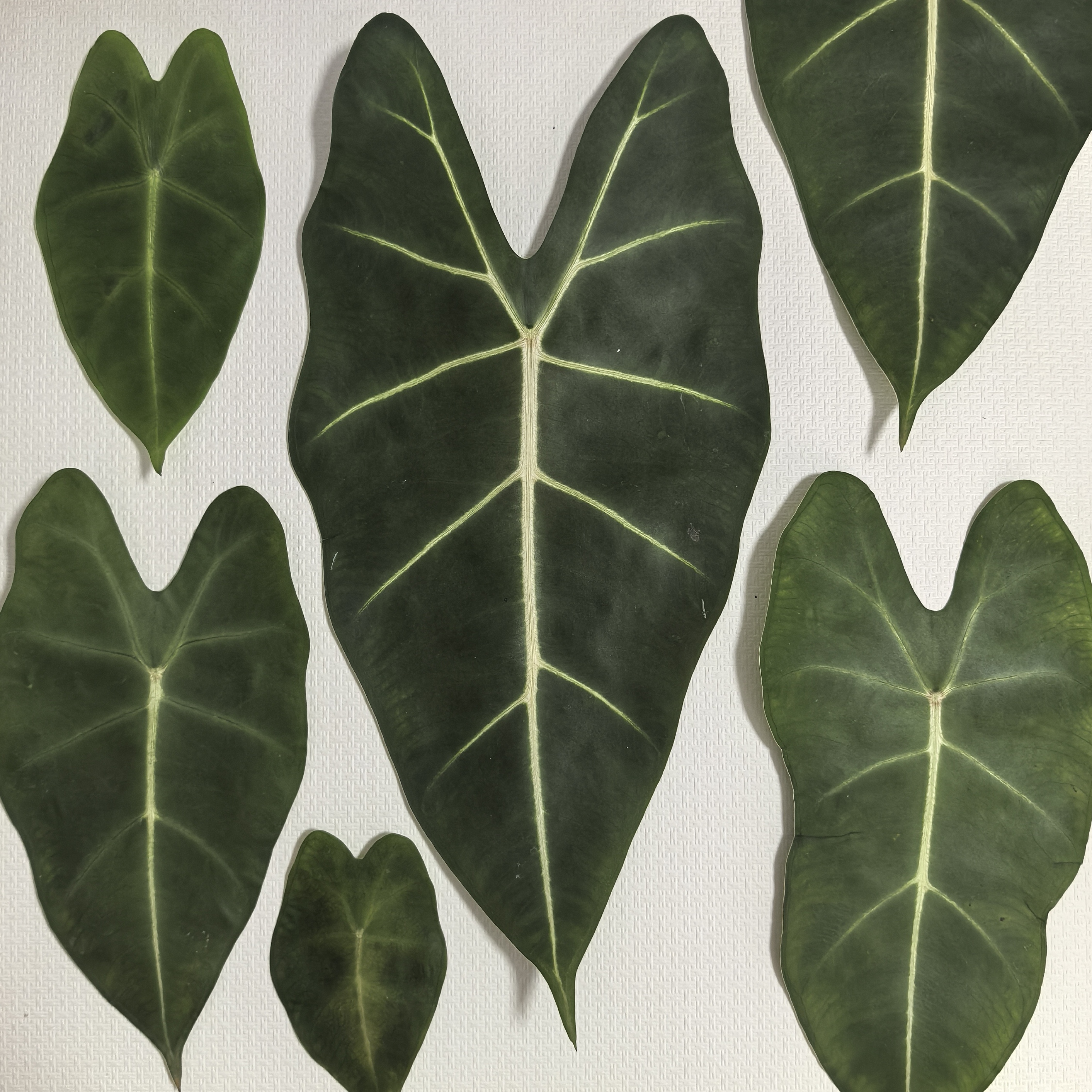 周周压花 押花叶子观叶绿植网红大叶天鹅绒海芋