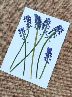 周周压花押花葡萄风信子干花DIY植物标本花草书签相框贴画手工礼