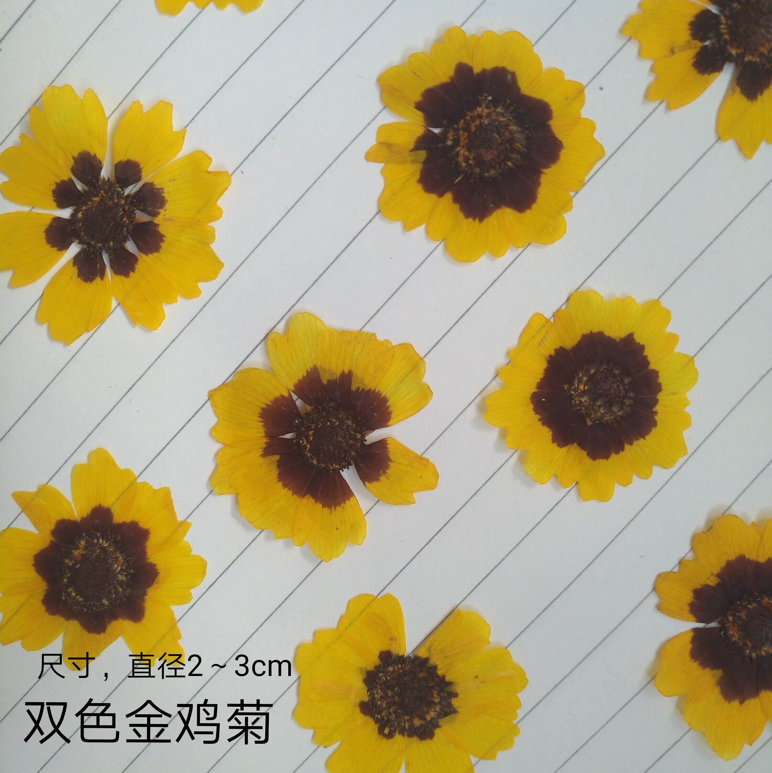 周周押花压花金鸡菊干花包