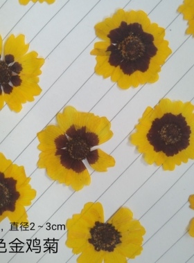 周周押花压花金鸡菊干花包