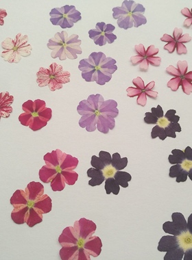 周周押花 美女樱棒棒糖粉紫色 压花植物标本干花壳滴胶手工材料