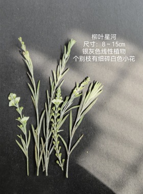 周周压花 柳叶星河 真花真树叶押花干花植物手工diy装饰素材
