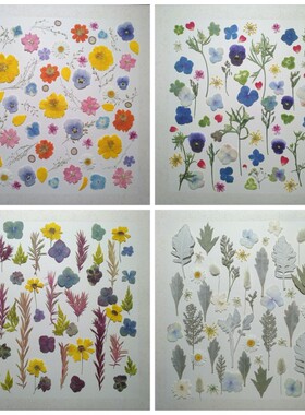 周周压花押花 四季印象之花 植物标本画干花材料包