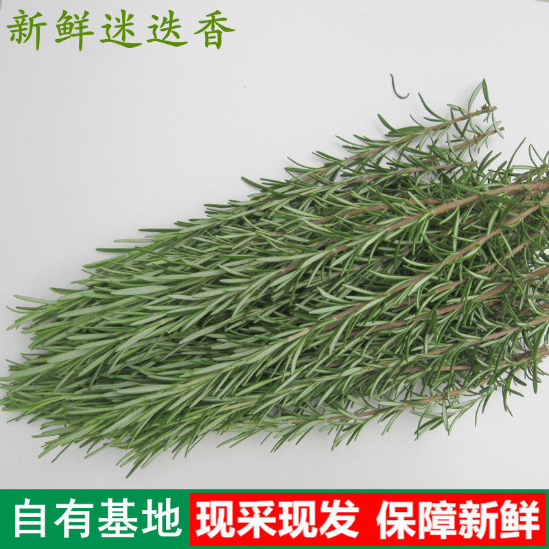新鲜迷迭香食用调料西餐食材香料摆盘装饰迷失香煎牛排烤肉店用