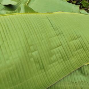 广西新鲜芭蕉叶 香蕉叶 做糍粑粽子糕点泰式包烧摆盘