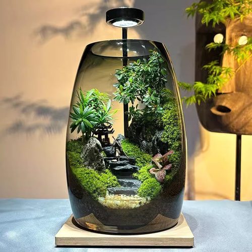 悟空微景观创意真植物苔藓