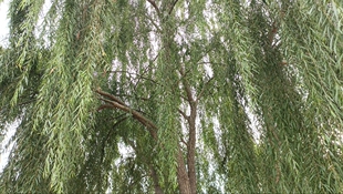 新鲜柳枝条乔迁搬家开业装饰家居摆件杨柳枝垂柳枝细柳条祈福30条