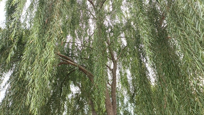 新鲜柳枝条乔迁搬家开业装饰家居摆件杨柳枝垂柳枝细柳条祈福30条